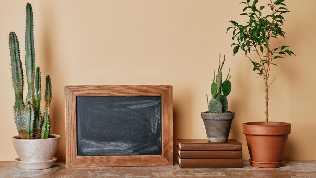 Respire melhor com as 6 melhores plantas que limpam o ar da sua casa!