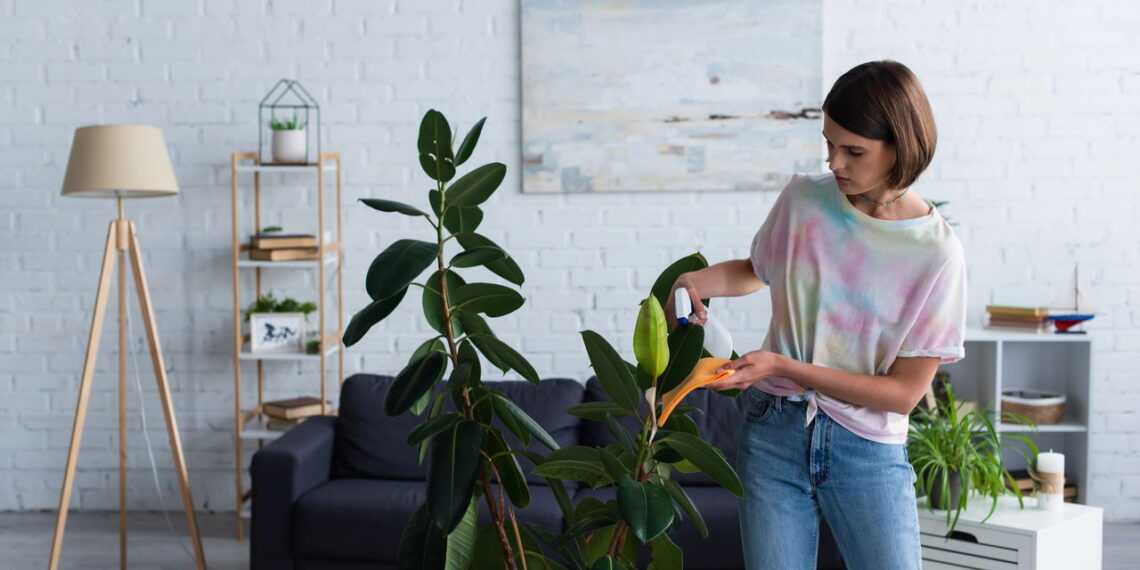 As 6 plantas ideais para ambientes com pouca luz e espaço!