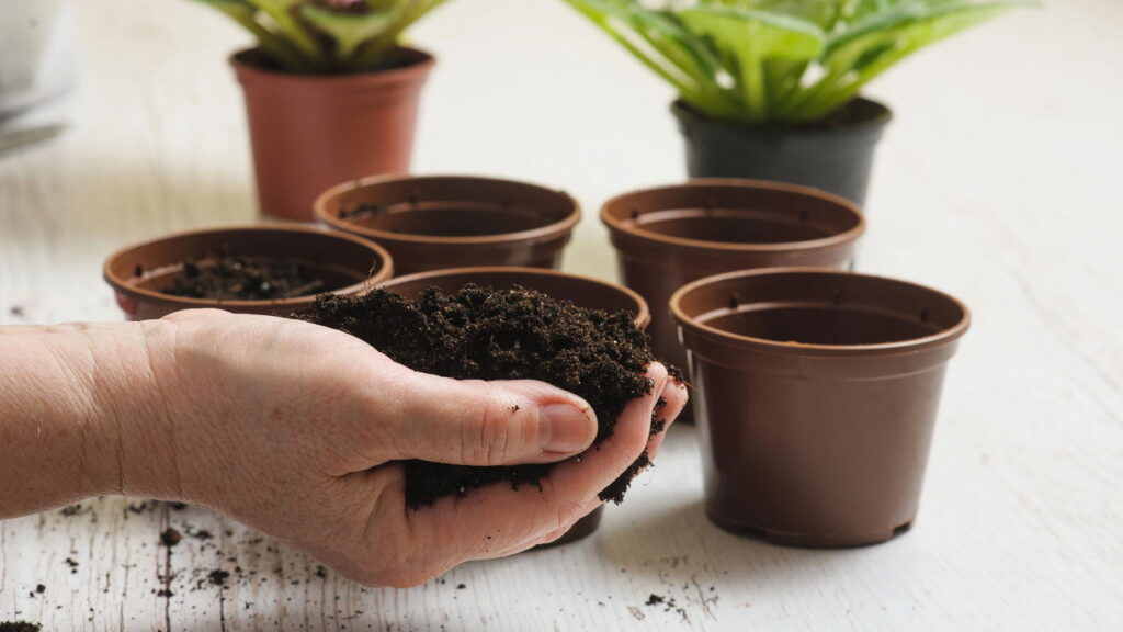 As 7 plantas que espantam mosquitos e ainda perfumam o ambiente!