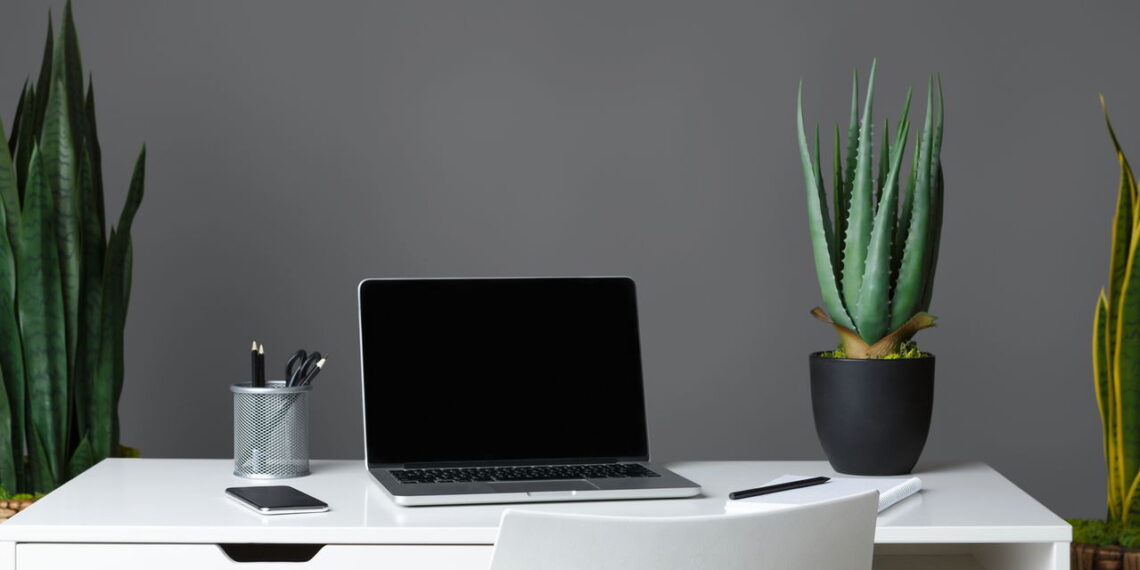As 4 plantas que ajudam a criar um ambiente "inteligente" e moderno em sua casa!