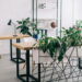 As 5 plantas que ajudam a afastar o estresse e promovem o relaxamento!