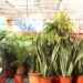 As 3 plantas que purificam o ar como nunca e deixam qualquer ambiente saudável