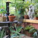 As 5 plantas que você não deve ter em casa de hipótese alguma!