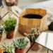 As 4 plantas ideais para jardins verticais e pequenas hortas urbanas!
