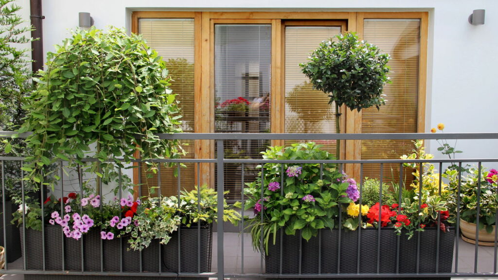 As 5 plantas que você pode cultivar na varanda e ainda ter um jardim vibrante