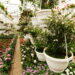 As 3 plantas que adoram ambientes ensolarados e crescem rápido