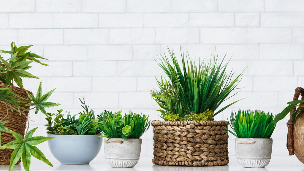 Seu jardim na parede: 3 plantas pendentes para espaços pequenos e aconchegantes