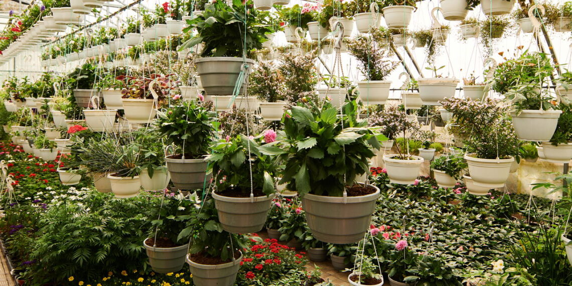 Plantas sazonais transformam o jardim a cada estação com flores e aromas