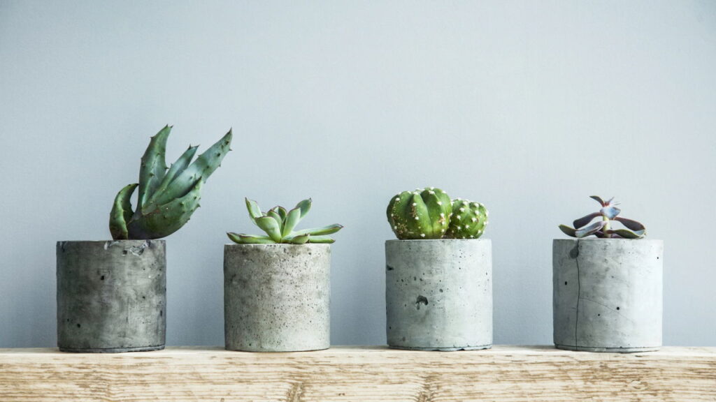 As 5 plantas ideais para quem quer uma decoração com baixo custo e fácil manutenção