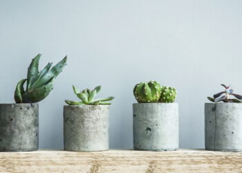 As 3 plantas que melhoram a qualidade do ar e elevam o estilo da sua casa