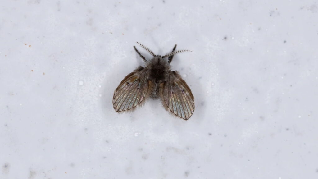 Como acabar com mosquitinhos de banheiro