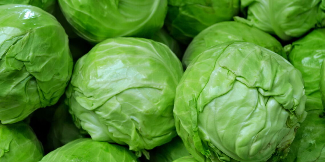Vegetal nutritivo e amplamente cultivado ainda fascina os jardineiros