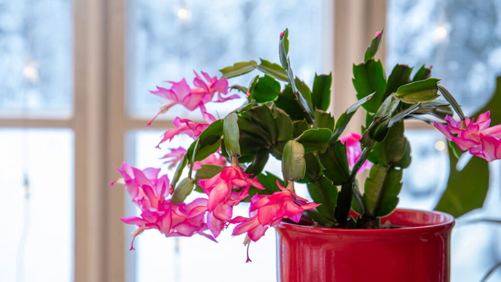 As 10 plantas que atraem borboletas para o jardim