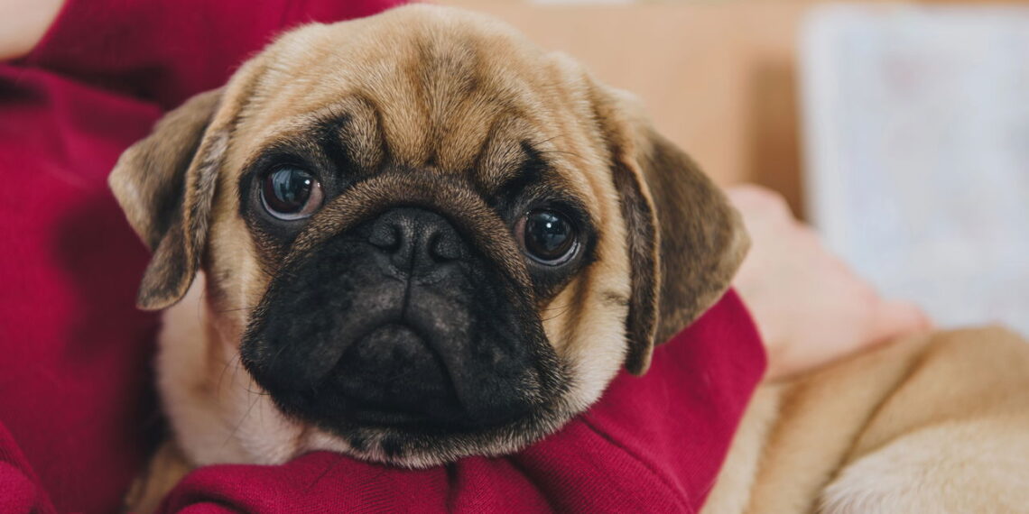 As raças de cachorro de focinho curto mais amadas pelos brasileiros