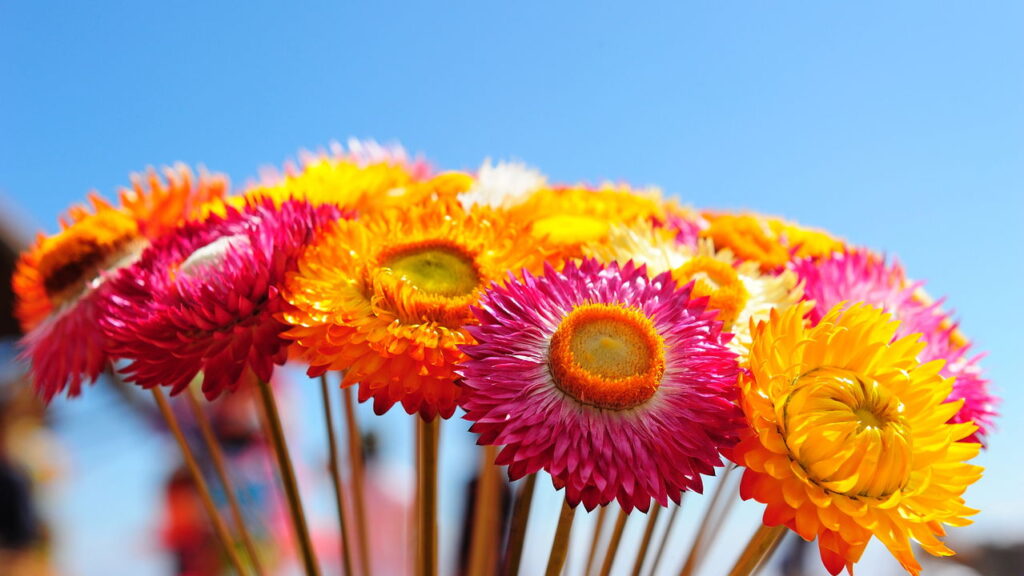 As 4 plantas que deixam o outono mais aconchegante e colorido