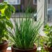 As 4 plantas para cultivar em janelas e que você pode comer