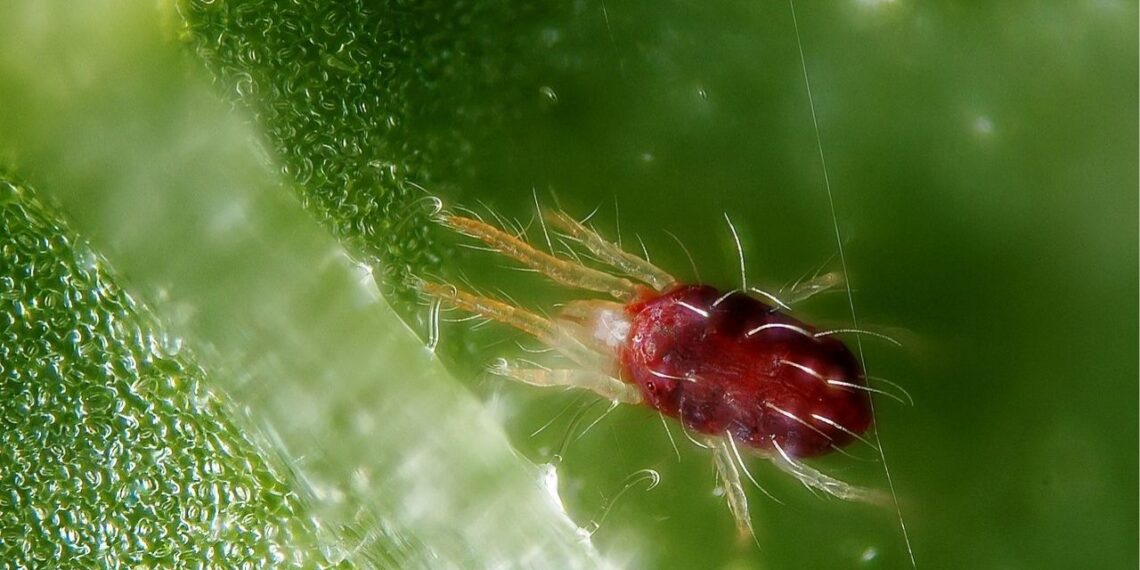Como se livrar do ácaro das suas plantas de forma natural