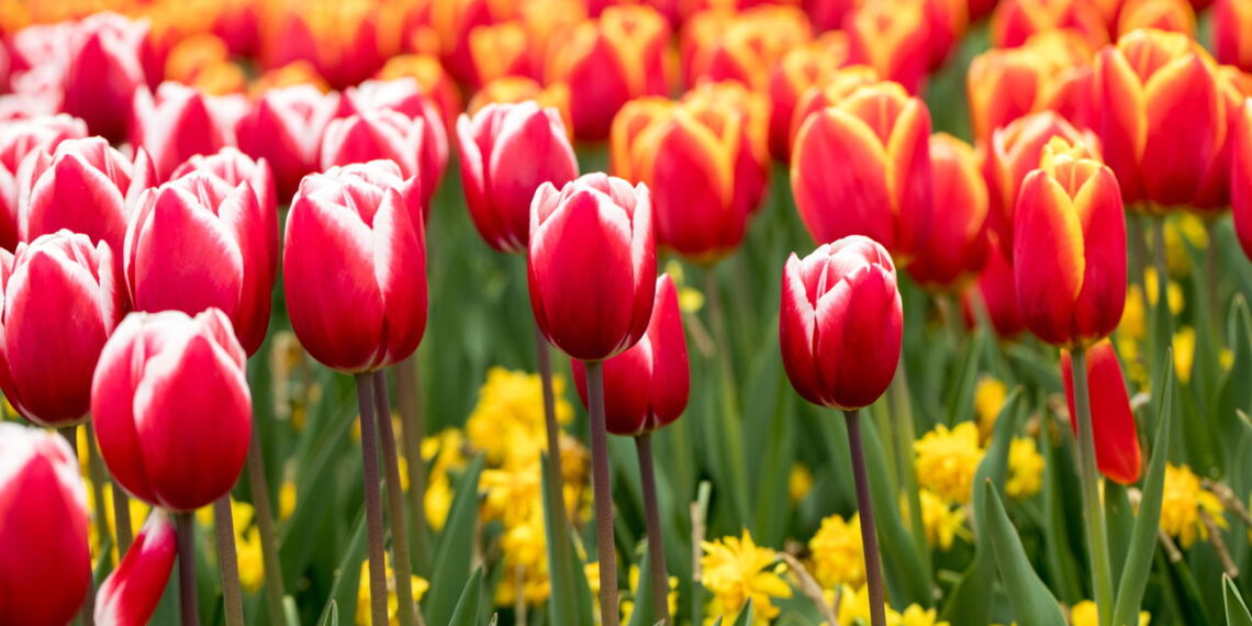 Flor elegante com aroma que apaixona qualquer é perfeita para sua casa