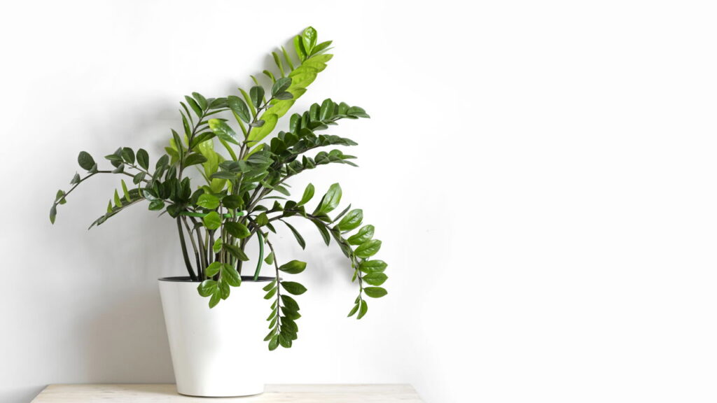 As 3 plantas que se adaptam a ambientes internos com pouca luz