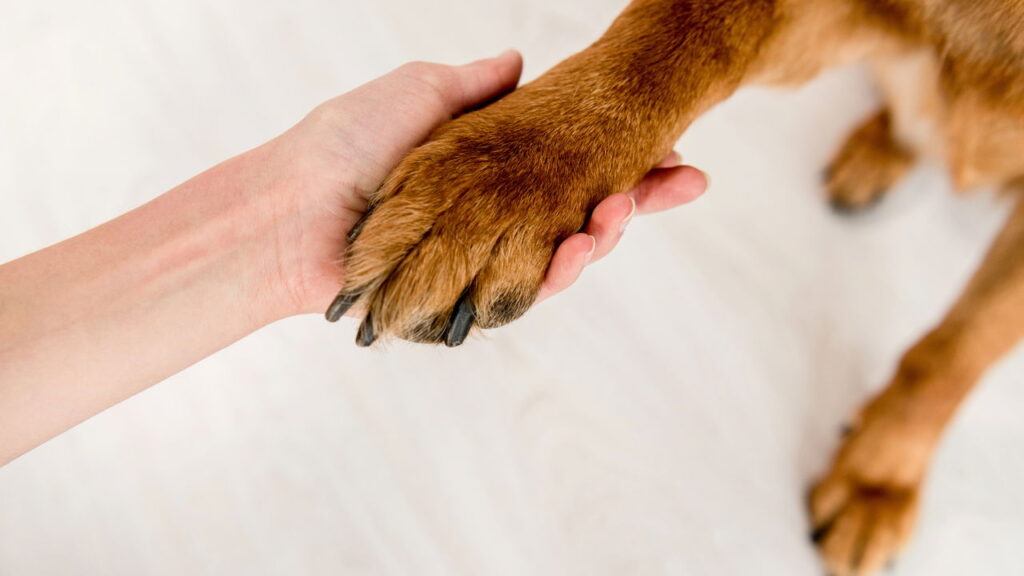 O que significa acariciar cachorros na rua segundo a psicologia