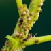Sugamento da seiva que compromete a fotossíntese e o vigor da planta