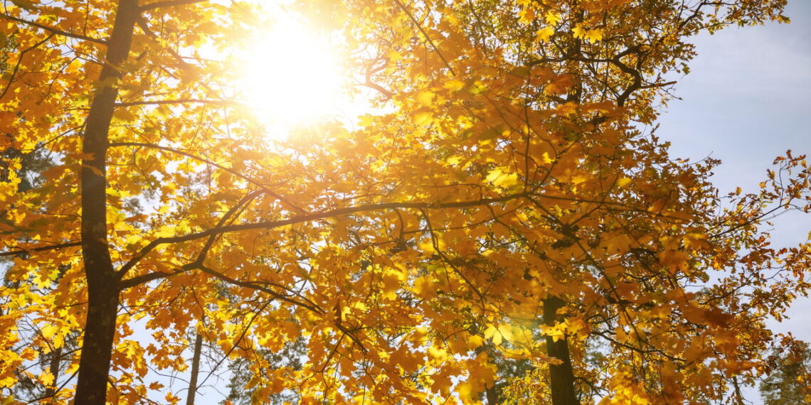 As melhores plantas que adoram sol e deixam sua varanda cheia de vida