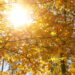 As melhores plantas que adoram sol e deixam sua varanda cheia de vida