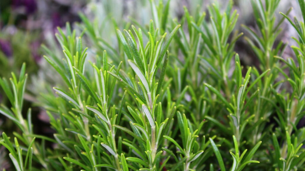 As plantas que podem salvar sua casa da invasão de escorpiões