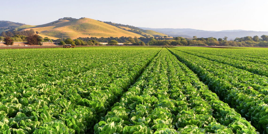 Guia prático para cultivar uma das hortaliças mais consumidas do mundo