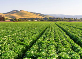 Guia prático para cultivar uma das hortaliças mais consumidas do mundo