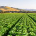 Guia prático para cultivar uma das hortaliças mais consumidas do mundo