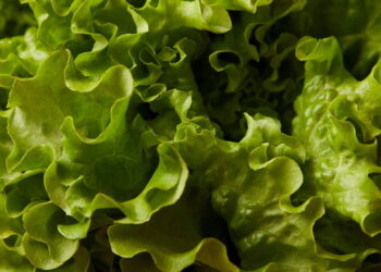 Armazenamento inteligente que prolonga a durabilidade das folhas verdes