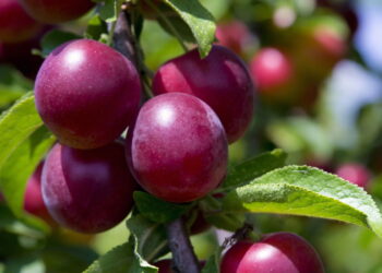 Fruta deliciosa encanta pelo sabor e simplicidade no cultivo