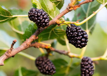 As árvores ideais para colher frutas frescas sem esperar muito tempo