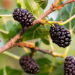 As árvores ideais para colher frutas frescas sem esperar muito tempo