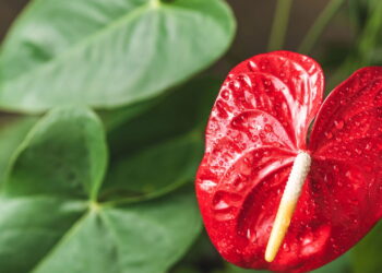 Flor tropical com folhas brilhantes agora é rápido em cultivar e sem dificuldade!
