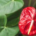 Flor tropical com folhas brilhantes agora é rápido em cultivar e sem dificuldade!