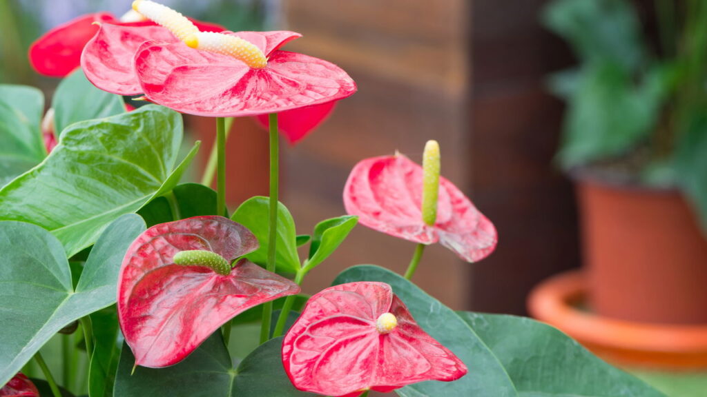 Flor tropical com folhas brilhantes agora é rápido em cultivar e sem dificuldade!