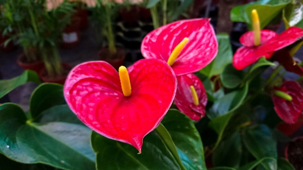 Flor tropical com folhas brilhantes agora é rápido em cultivar e sem dificuldade!