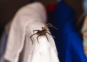 Essas plantas perfumadas mantém as aranhas longe de casa