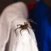 Essas plantas perfumadas mantém as aranhas longe de casa