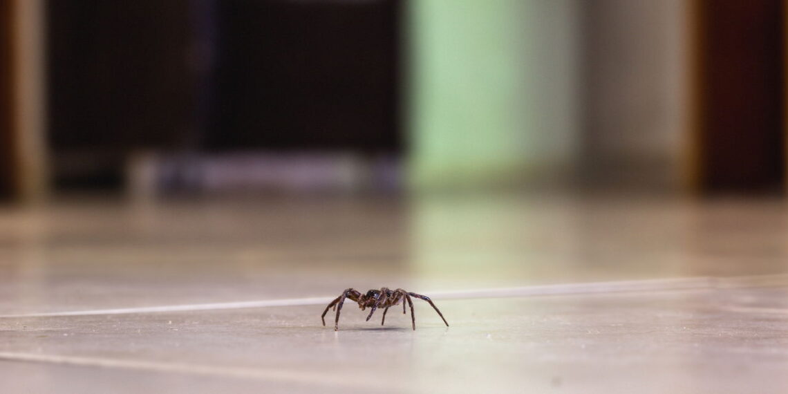 Como espantar aranhas sem precisar eliminá-las?