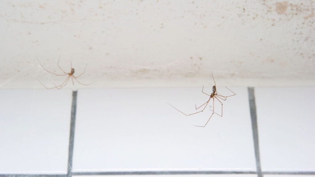 Pragas mais comuns que invadem banheiros e como se proteger