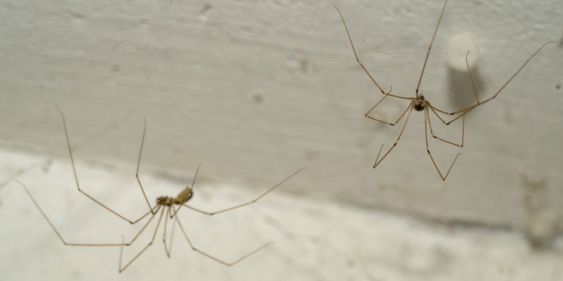 As plantas mais eficazes para manter as aranhas longe dos cantos da sua casa