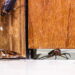 Vazamentos e infiltrações realmente atraem baratas e mosquitos?