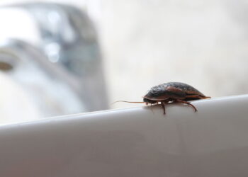 O maior erro que atrai baratas para sua casa sem você notar