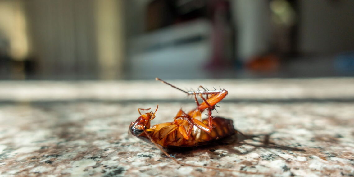 Esse lugar esquecido da cozinha e atrai infestações de baratas