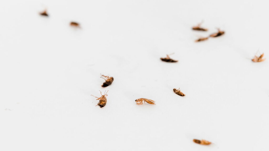 Fragmentos de ovos espalhados como evidência clara de infestação ativa