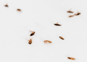 Geladeira com odores estranhos? Pode ser sinal de infestação de baratas