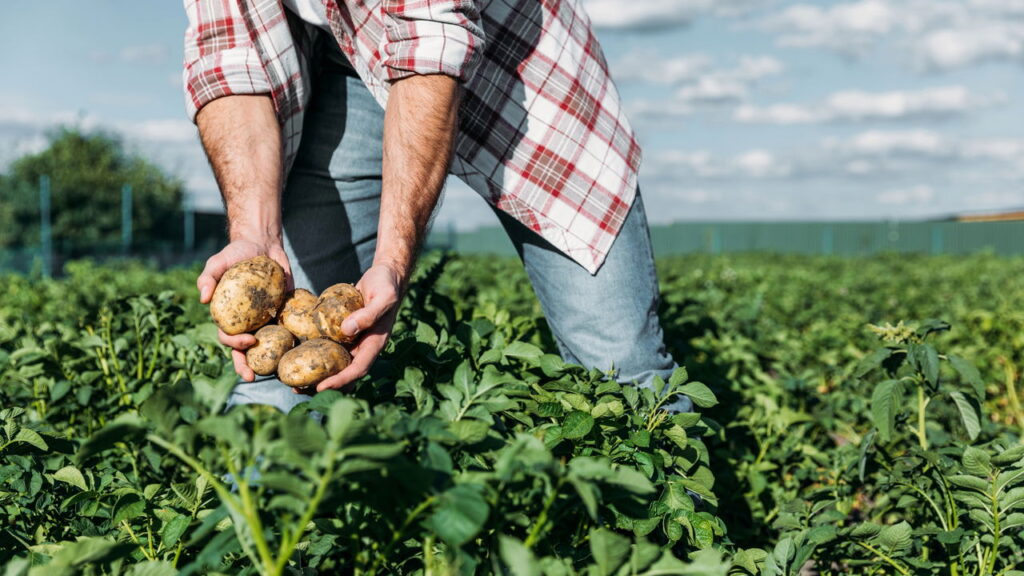O melhor adubo para batatas e o segredo de colheitas gigantes
